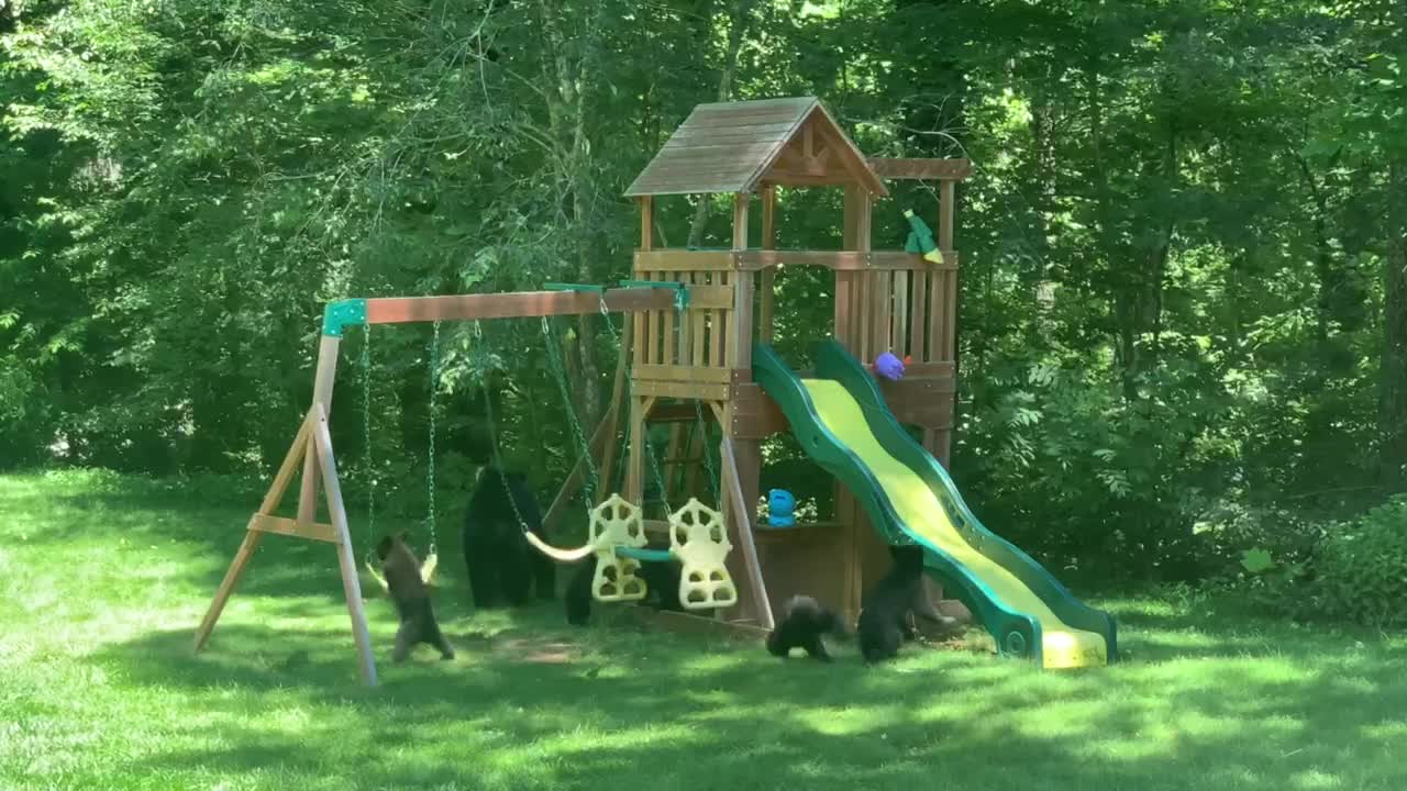 Family of Bears Having Some Playground Fun