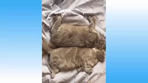 animals funny - moments