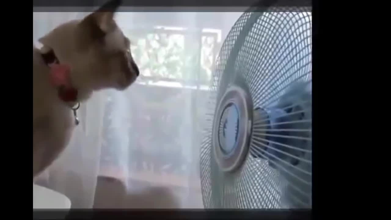 Cat versus fan