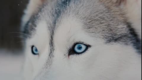 Husky in natural habitat posed for camera man