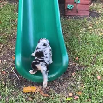 Aussie puppy repeatedly tries running up slide