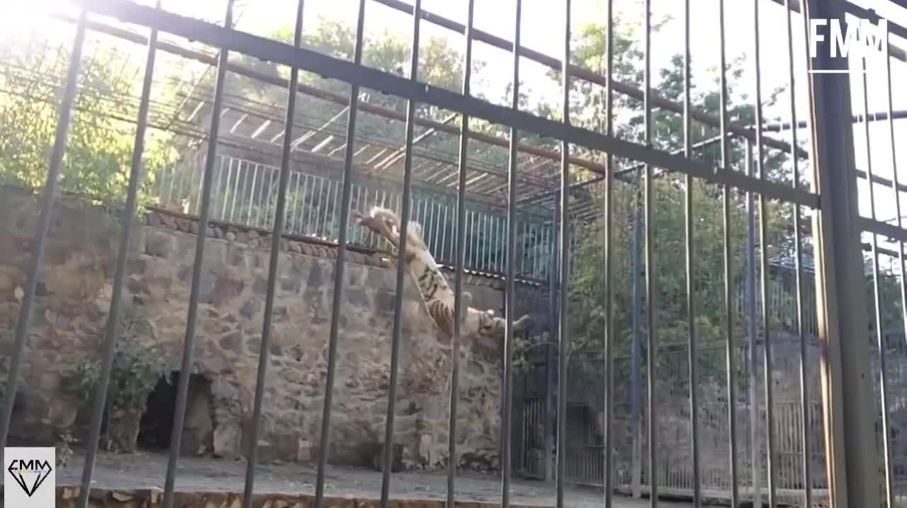 Bengal Tiger amazing high jump | Slow Motion |