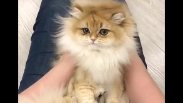 pet cat