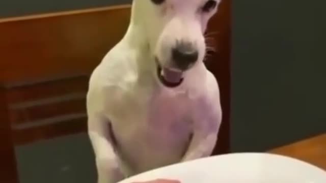 watch till the end to see dog reaction