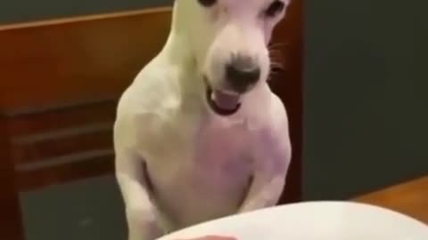 watch till the end to see dog reaction