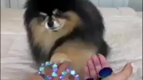 Dog funny video