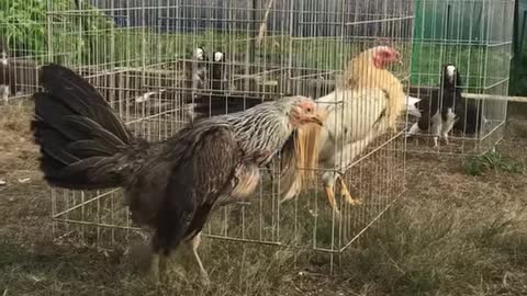 roosters fight for chickens