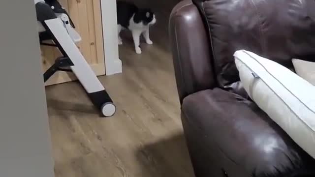 Cat Scared Funny Viral videos Cute Cat Scared.