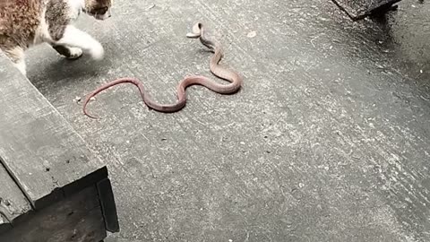Snake Vs Cat