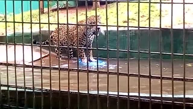 Jaguar playing Cascavel Zoo Brazil