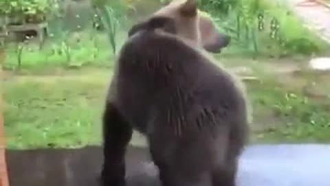 Funny Bear Playing With Water At The Yard