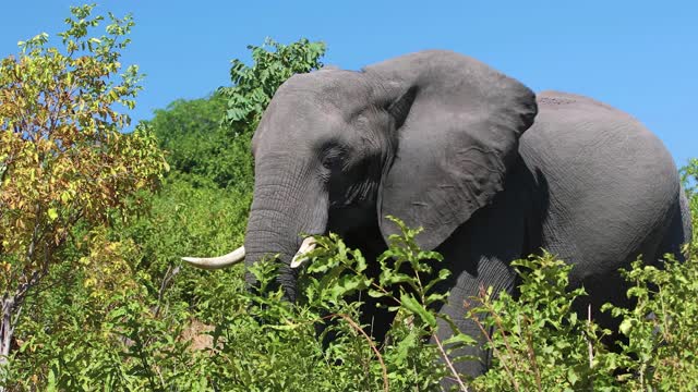 Elephant video