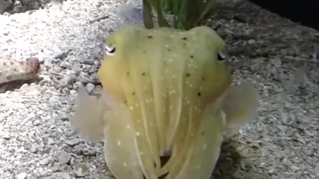 ❤how intelligent and very funny fish that connect with people😍