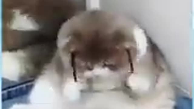 Very smart cat;!! And funny cats video