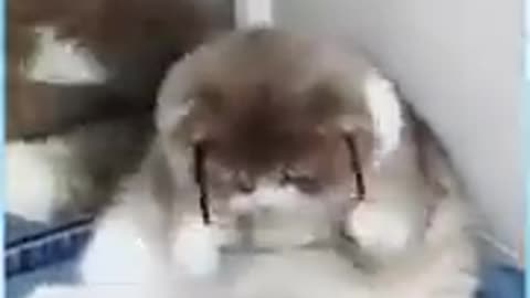 Very smart cat;!! And funny cats video
