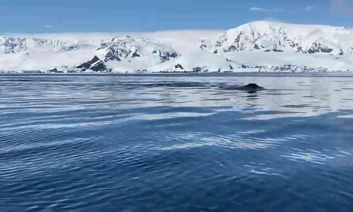 Whales and the ocean