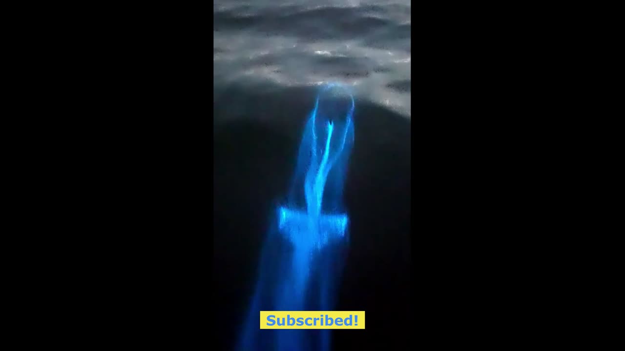 Bioluminescent dolphin