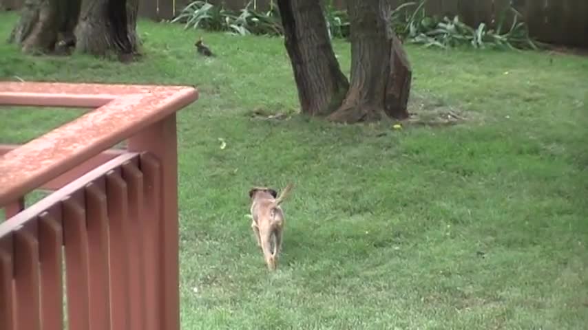 Dog vs Rabbit Fight Scene