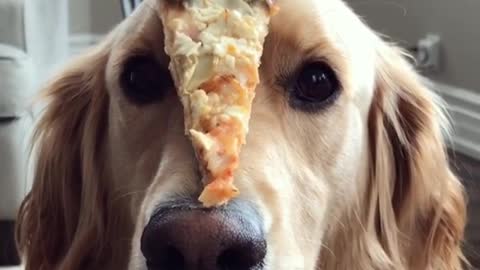 Brown golden retriever dog balances objects on his nose