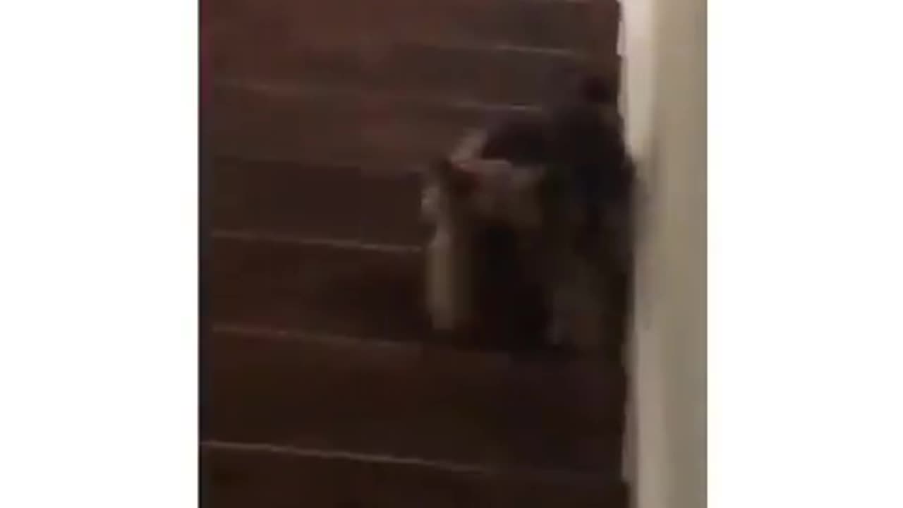 Dog Climbing Stairs Fail