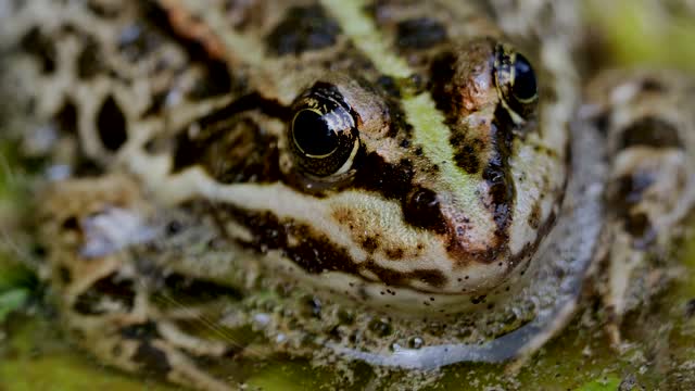 Frog - 39985