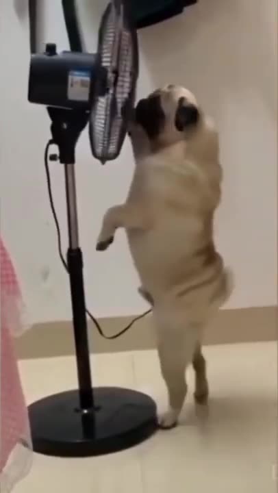 🤣 Funny Pug 🤣 #shorts #pug #dog #puglife