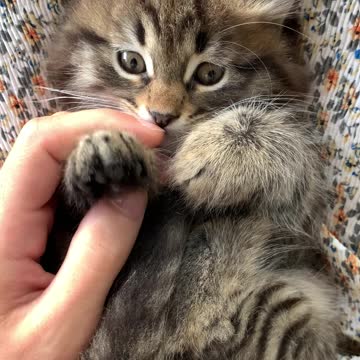 Kitten playing with hand