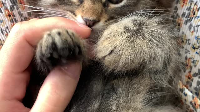 Kitten playing with hand