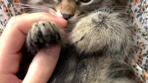 Kitten playing with hand