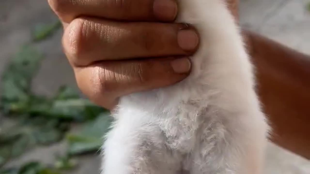 Baby Rabbit Cute Sound