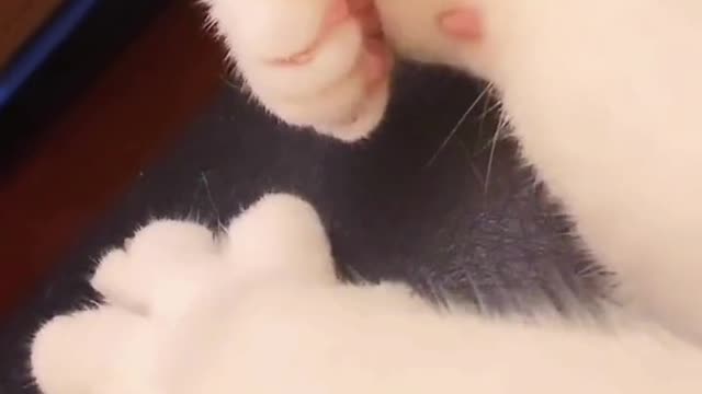 cute cat