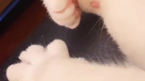 cute cat