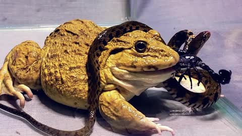 Pet Funny Clip PartNGX