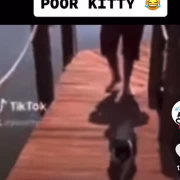 Lol poor cat takes a swim