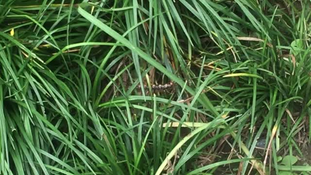 A giant centipede crawling in the grass