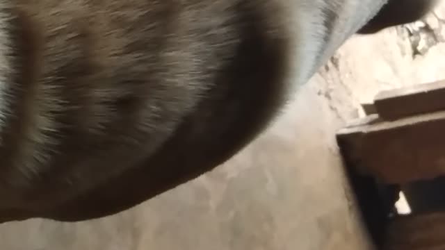 Hi everyone. I'm ki. I'm 8 years old this year