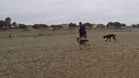 HUGE Great Dane Puppy Falls In Love W/ tiny Fruity Chihuahua