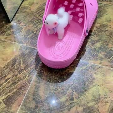 Puppy playing in shoes