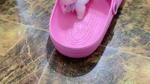Puppy playing in shoes