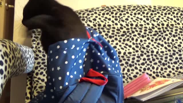 Cat Sleeping inside School Bag, so funny to watch