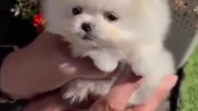 cute animals i wish i had