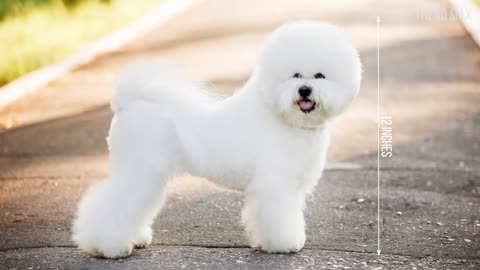 THE CUTEST DOG BREEDS In The World