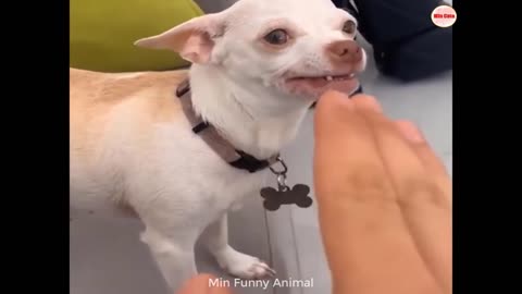 Funniest Animals | Funny Dog And Cat | Funny Animals Video