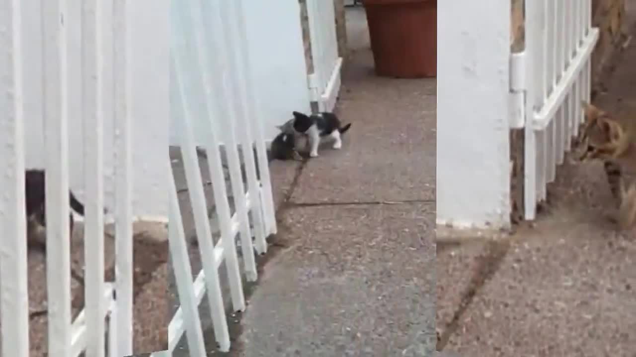 Cute Cats kissing and hugging