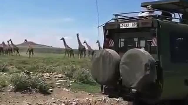 Giraffe Crossing