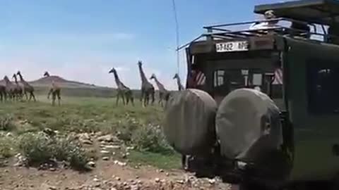 Giraffe Crossing