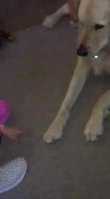 7 years girl train 2 golden retriever