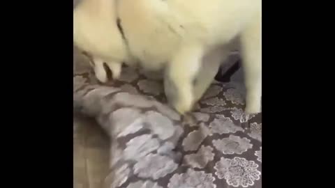 ULTIMATE|| Animal Compilation || Funny Fails || viral || comedy