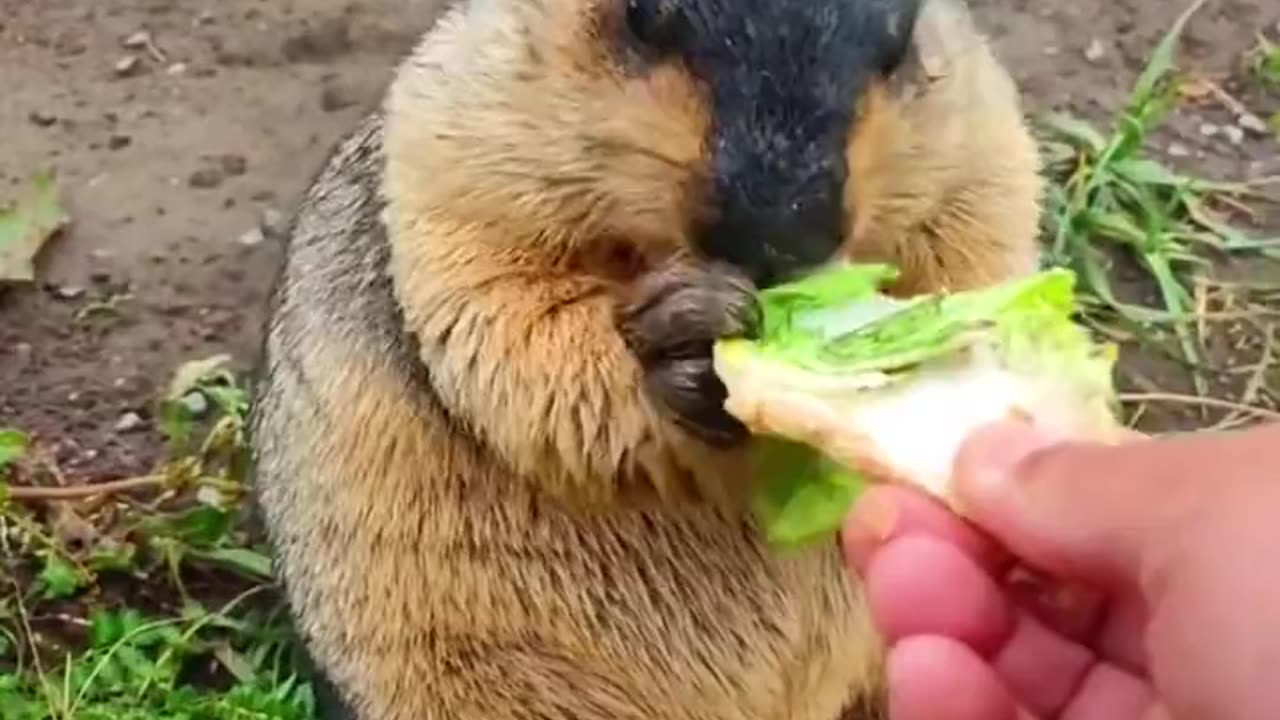 Cute Wild animal bobak marmot or prairie dog