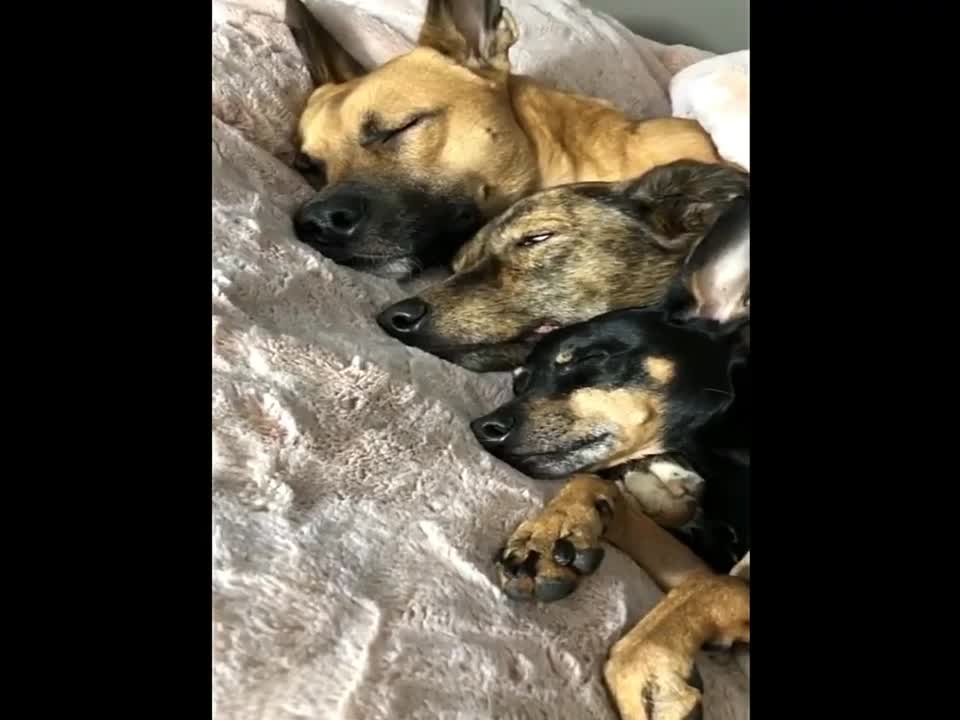 funny dogs videos please try not to laugh new 2021